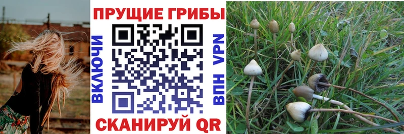 Псилоцибиновые грибы мицелий  blacksprut ссылки  Красноярск 